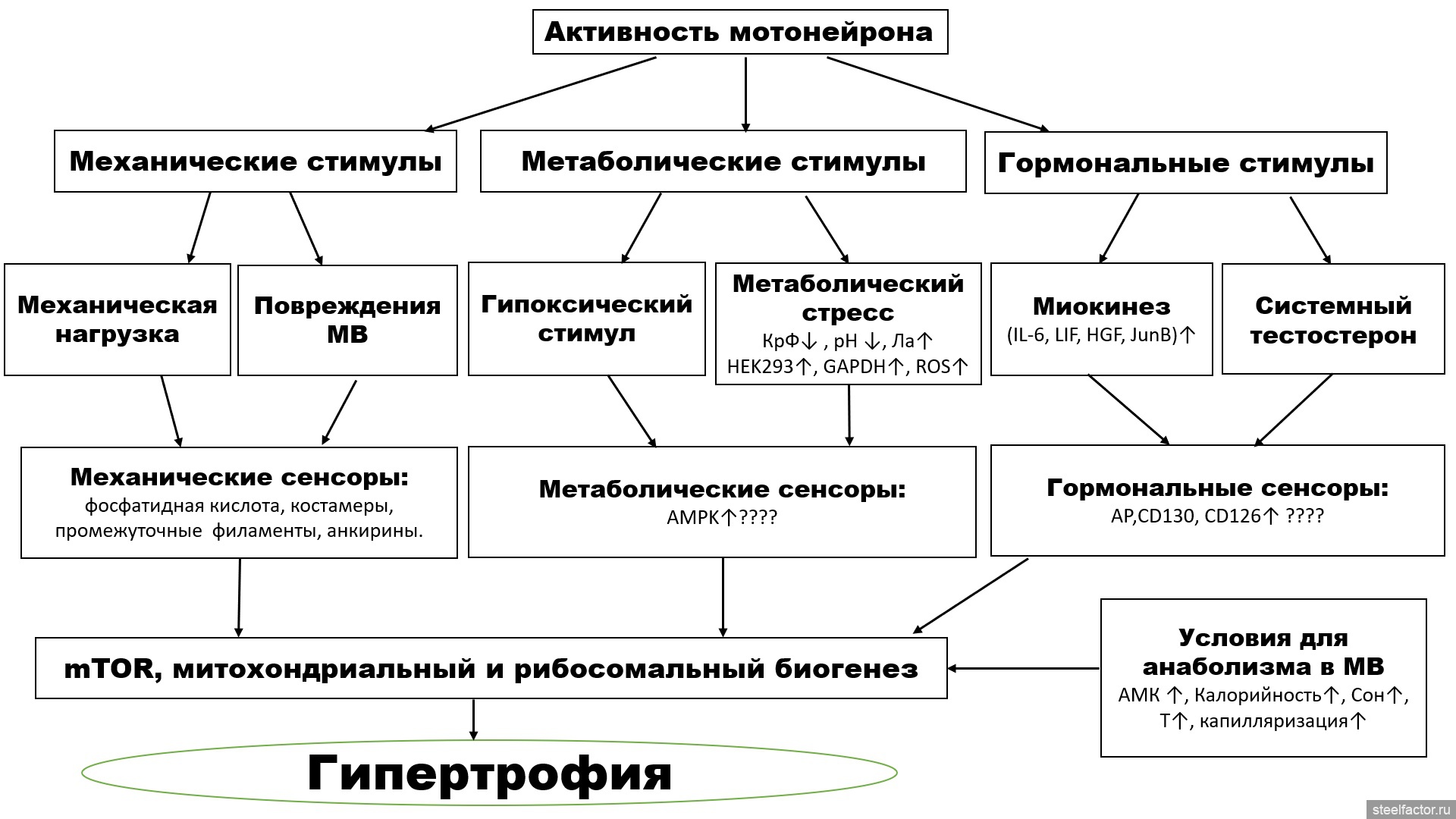 Современная теория гипертрофии мышц. 